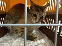 -瑞派长江宠物医院·猫科·外科·24小时夜护(谊城公寓分院)
