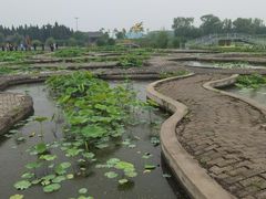 -白洋淀景区