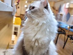 -滚猫咖啡·猫咖·猫友好撸猫(未来城店)