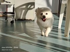 -宠物寄养训练学校