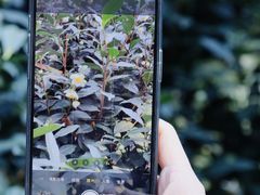 -十八棵（老龙井）御茶园(老龙井店)