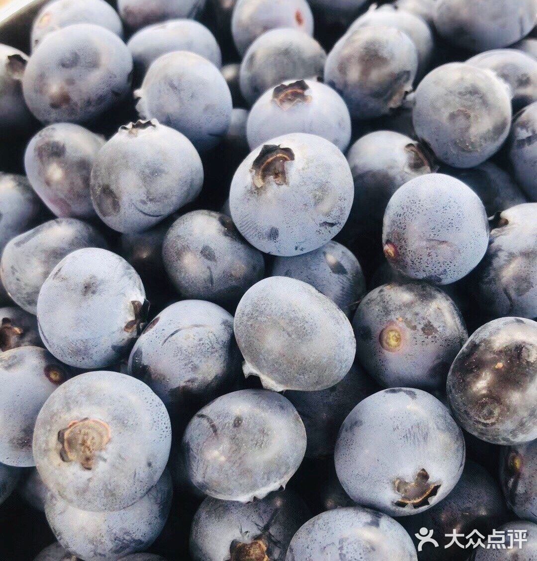 成都采摘攻略｜来这里采摘蓝莓吧