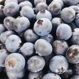 成都采摘攻略｜来这里采摘蓝莓吧