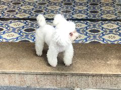 -more than meow吴止猫主题餐厅(承德 中船汇店)