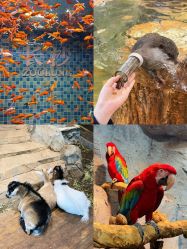 -Zoolung Zoolung动物主题公园(海信广场店)