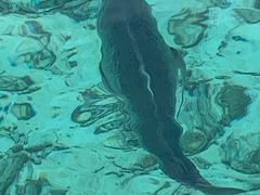 -中央格兰德岛温泉度假酒店 - 全包