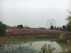 -金卉庄园