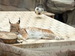 -青藏高原野生动物园