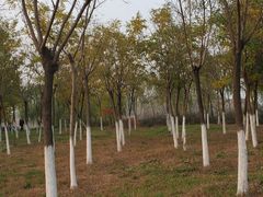 -天津东丽湖风景区