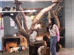 -more than meow吴止猫主题餐厅(承德 中船汇店)