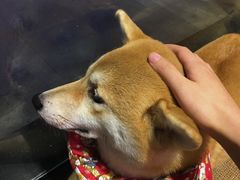 -柴务处·柴犬主题狗咖