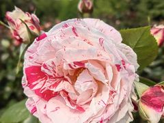 -上海滨江森林公园