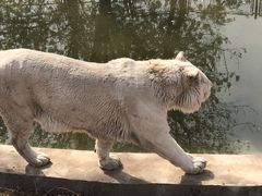 -石家庄市动物园