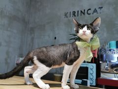 -70cat德文卷毛猫·缅因猫纯种猫舍