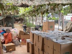 -马陆小张葡萄园农家乐