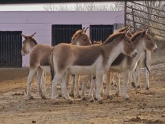 -青藏高原野生动物园