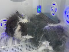 -爱洗澡的猫(望京店)