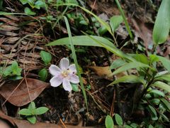 -武夷山风景名胜区-玉女峰