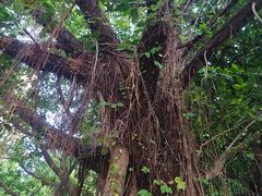 -柴犬高等学院·狗咖·柴犬售卖·宠物训练