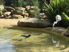 -费瑟代尔野生动物园