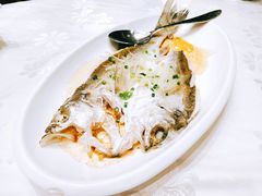 清蒸海鲈鱼-京粤荟(海王银河科技大厦店)