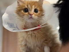 -北京派仕佳德动物医院·超导核磁·CT·神经科·骨科·内外科·急重症管理中心