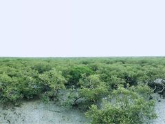 -北海金海湾红树林生态旅游区