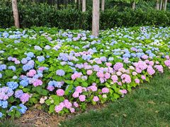 -上海共青森林公园