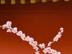 -桃花堤公园