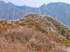 -大岭沟猕猴桃谷风景区