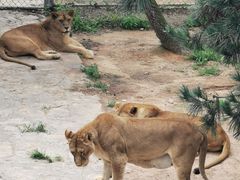 -西霞口神雕山野生动物世界