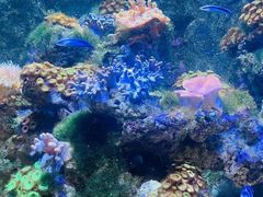 -上海海洋水族馆