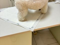 -可蒙动物医院·猫科·骨科中心(首义路店)