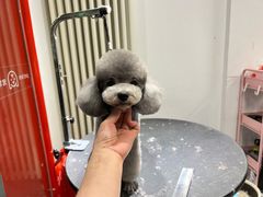 -宠物家(双井店)