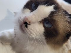 -怪兽屋·羊驼·猫咖·狗咖(俊华广场店)