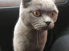 -宠爱国际动物医院· 猫科· 外科·中兽医(长白店)