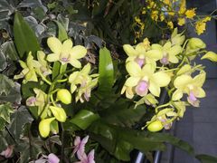 -深圳国际园林花卉博览园