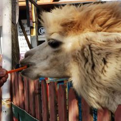 -萌宠亲子动物乐园(槐房万达店)