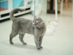 -我爱猫咪·猫咖·狗咖·安哥拉兔·羊驼咖(小寨华旗店)