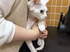 -70cat德文卷毛猫·缅因猫纯种猫舍
