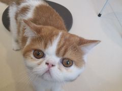 -飞行喵MR PILOT|猫舍·猫咖(静安大融城店)