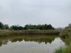 -福田红树林生态公园