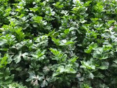 -田趣农庄草莓采摘园