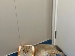 -创凡宠物医院·骨专科  猫科中心(西乡分院)