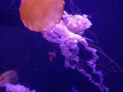 -成都浩海立方海洋公园