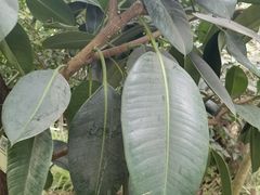 -呀路古热带植物园