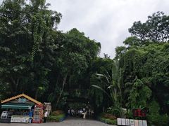 -西双版纳原始森林公园