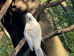 -广州长隆飞鸟乐园