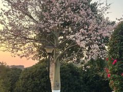 -东莞植物园