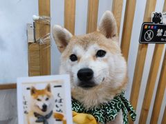 -柴迷FANS CLUB·柴犬狗咖·猫咖